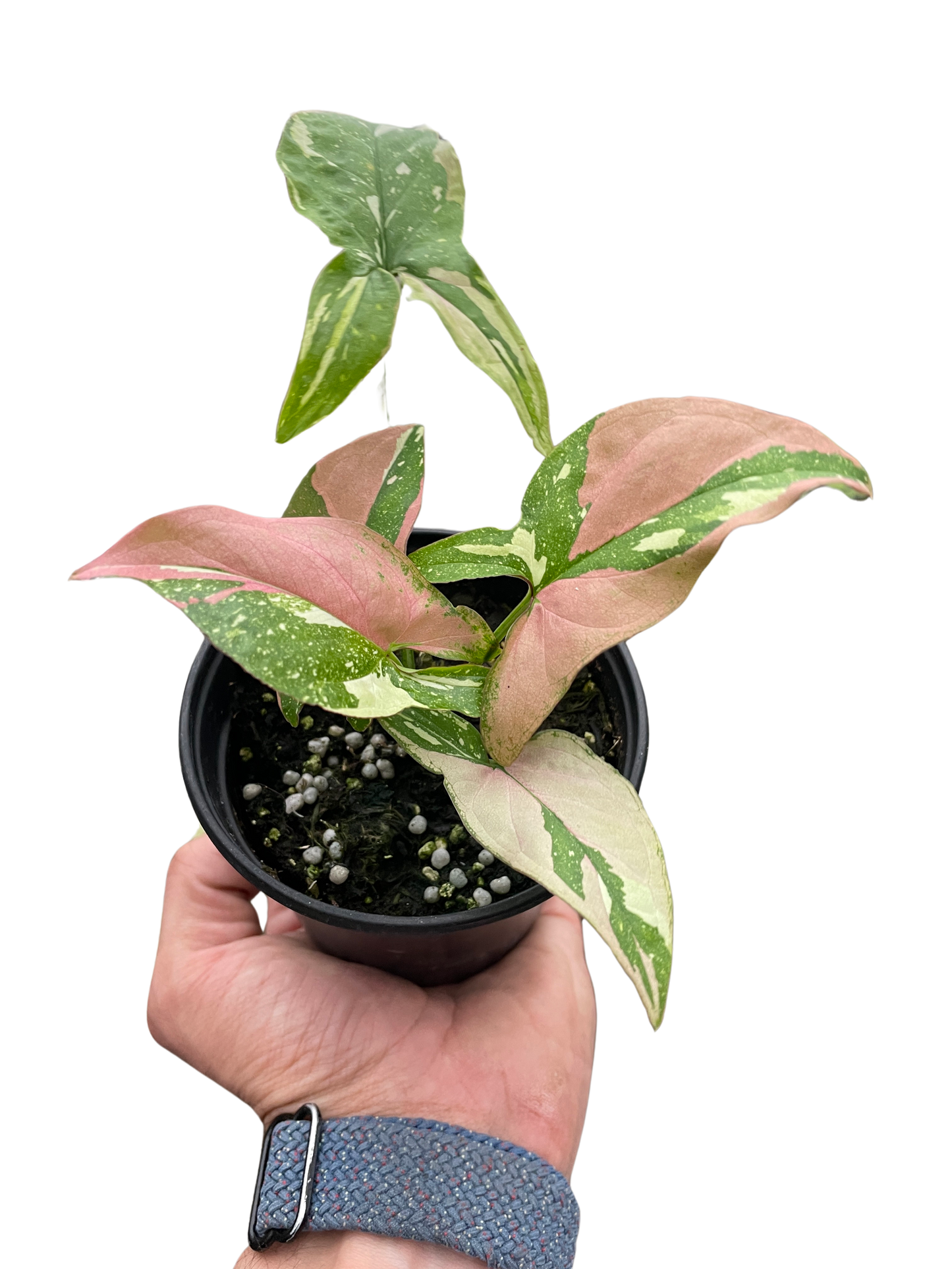 Syngonium 'Tricolor'