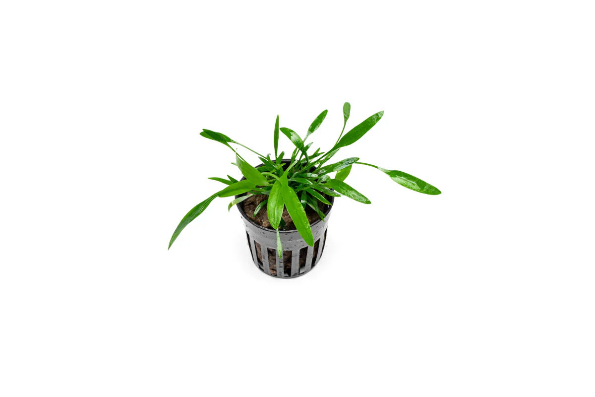 Cryptocoryne Lucens