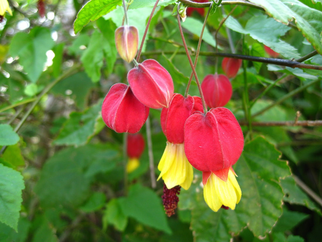 Abutilon