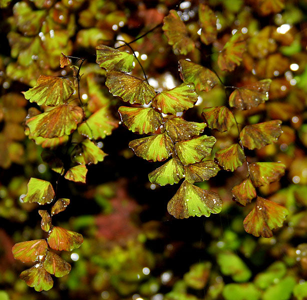 Adiantum