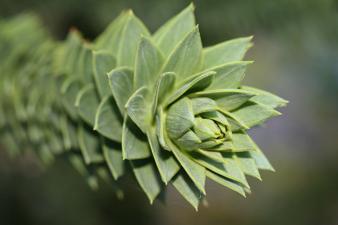 Araucaria