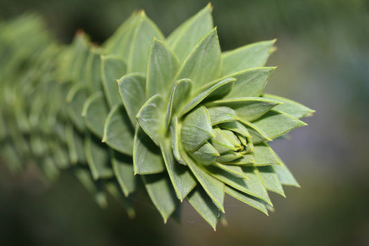 Araucaria