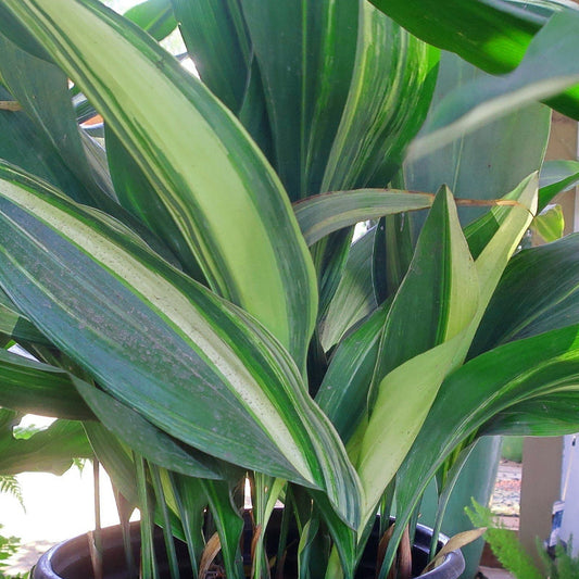 Aspidistra