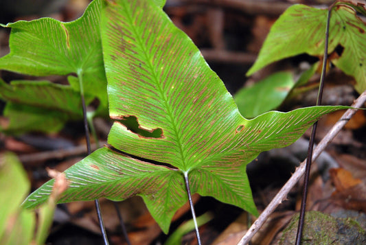Asplenium
