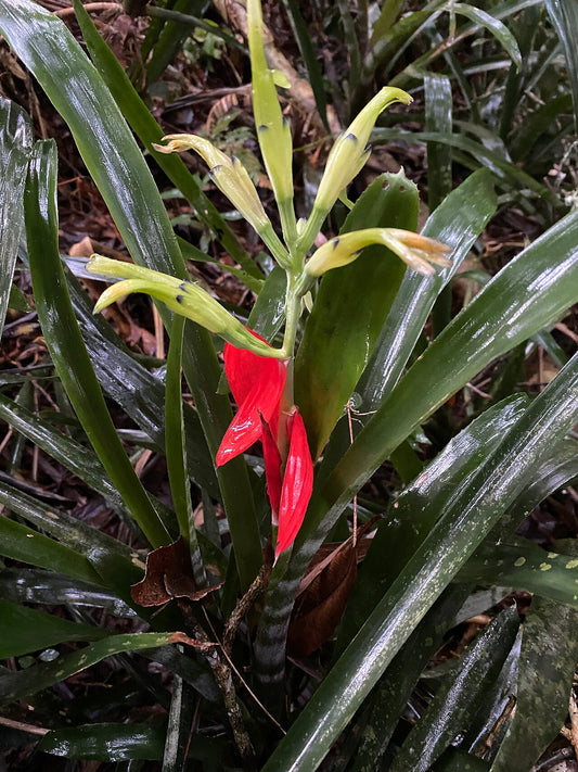 Billbergia
