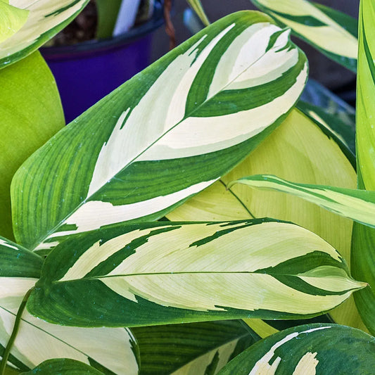 Calathea