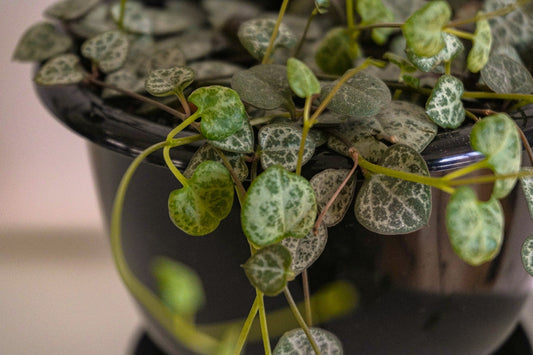 Ceropegia