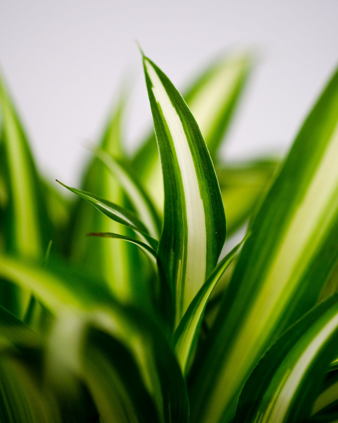 Chlorophytum