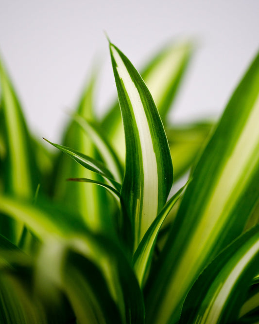 Chlorophytum