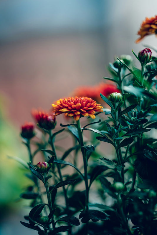 Chrysanthemum