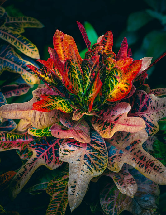 Codiaeum