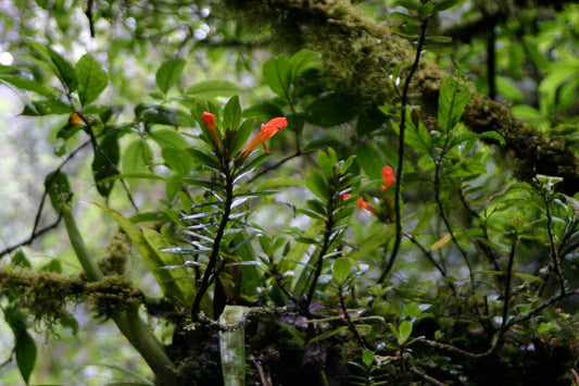 Columnea