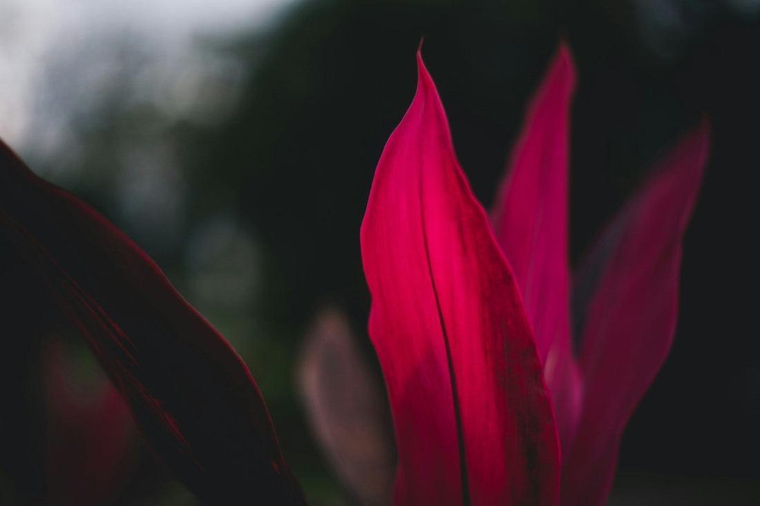 Cordyline