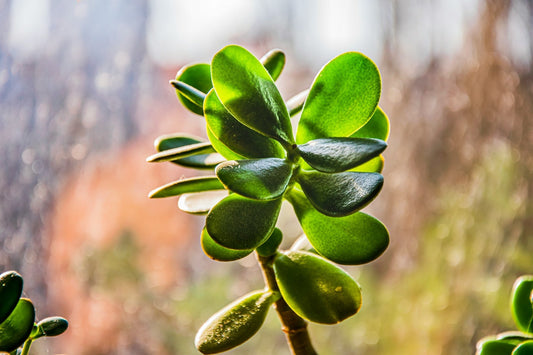 Crassula