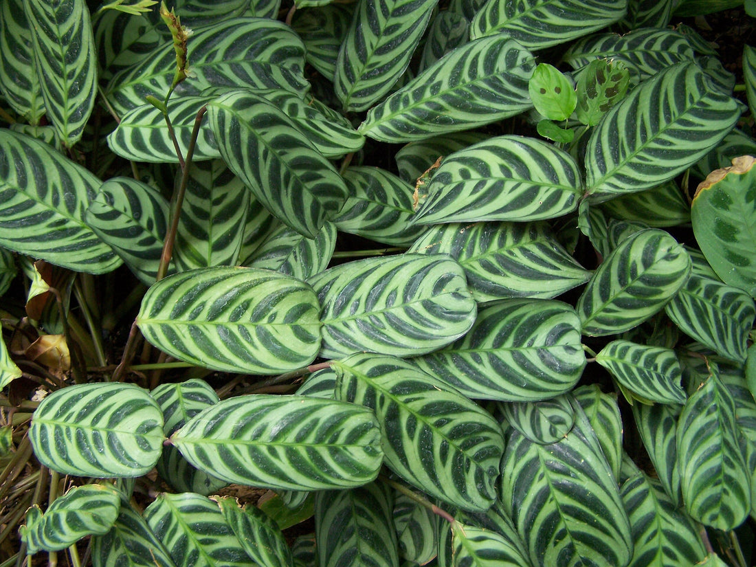 Ctenanthe