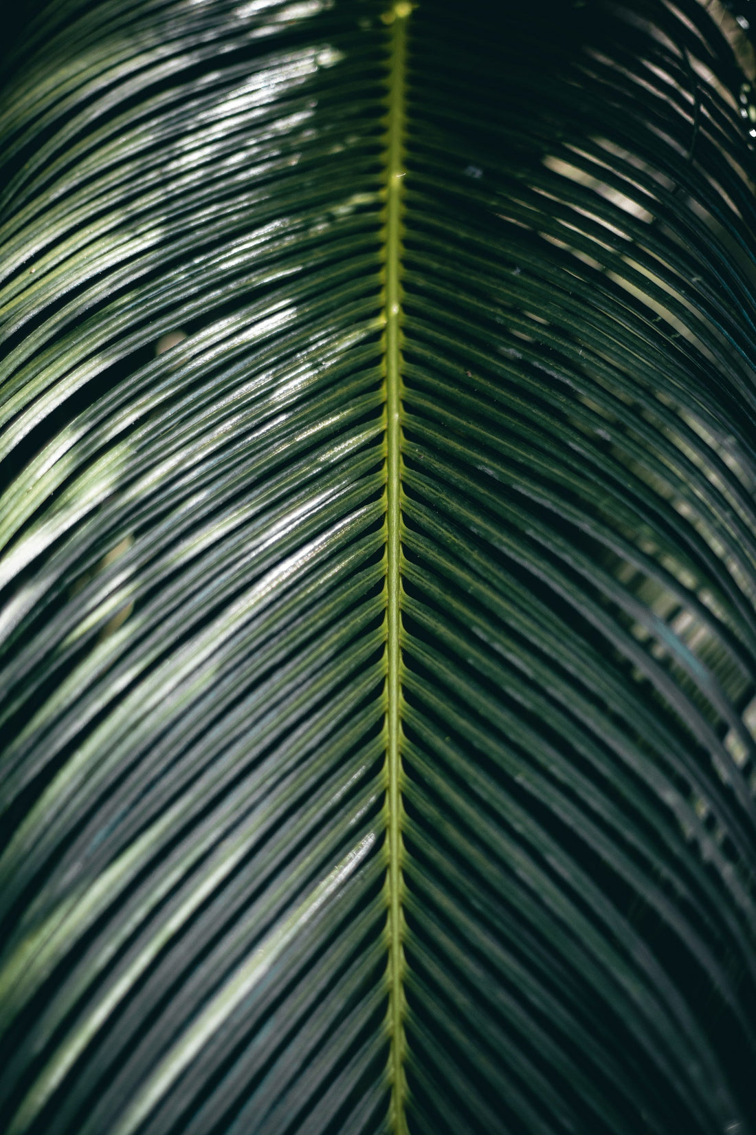 Cycas