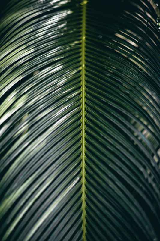 Cycas
