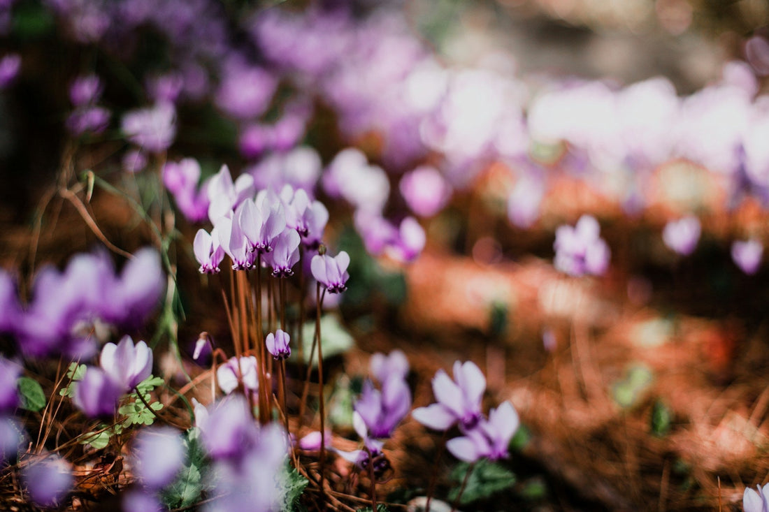 Cyclamen