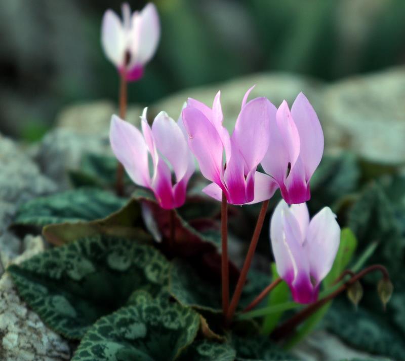 Cyclamen persicum