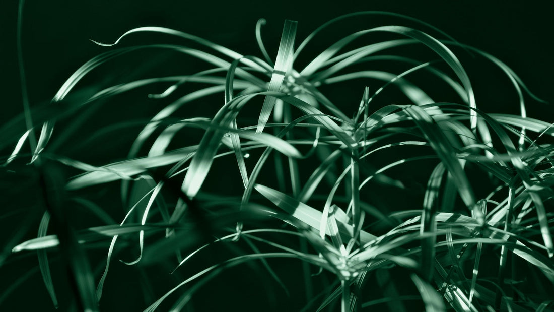 Cyperus