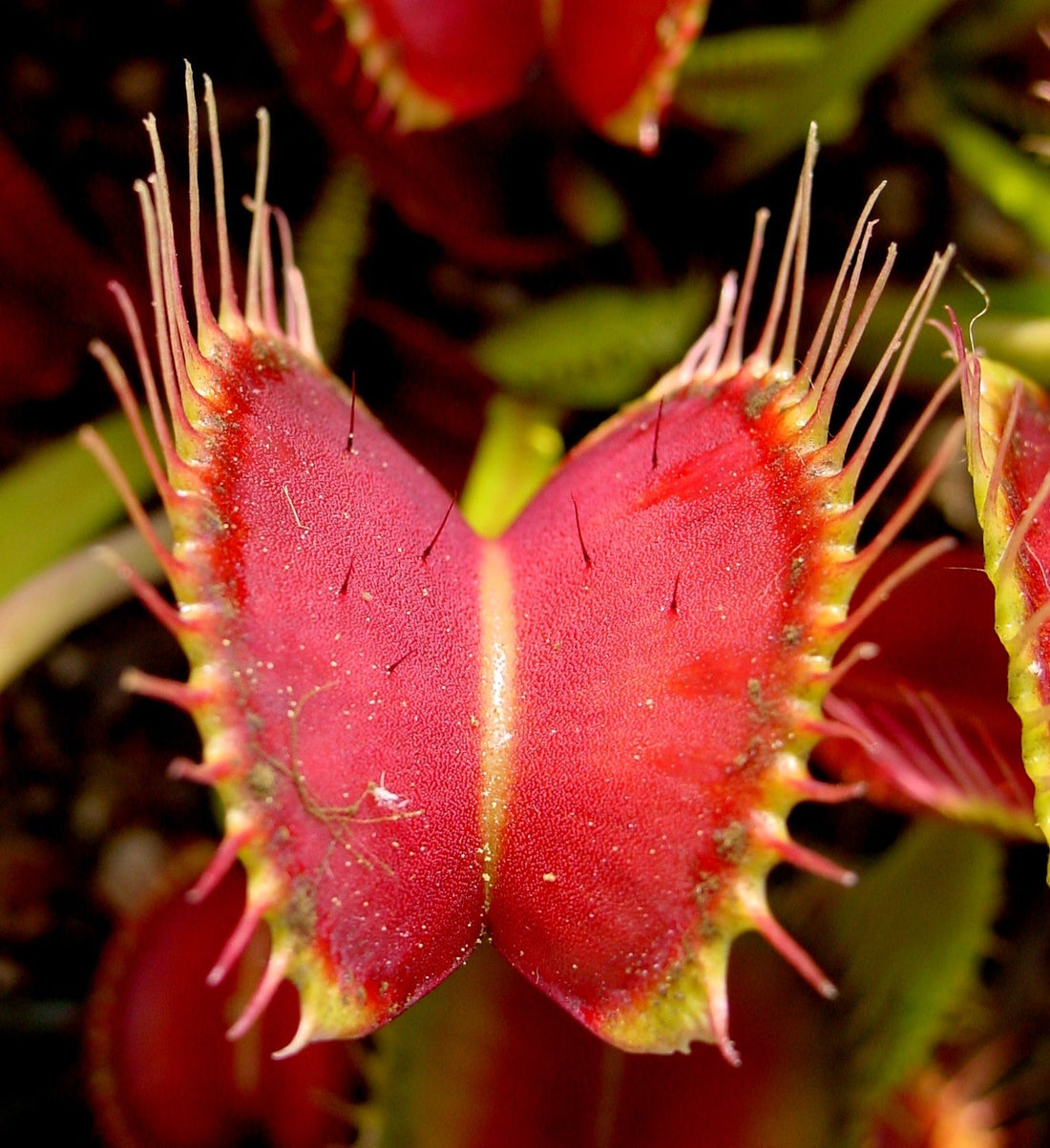 Dionaea