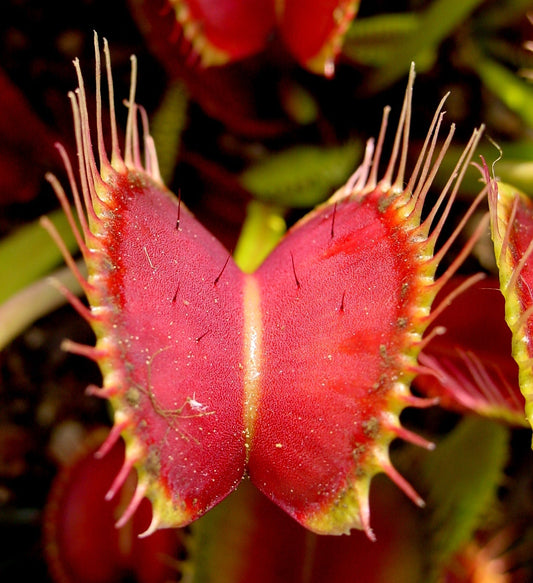 Dionaea