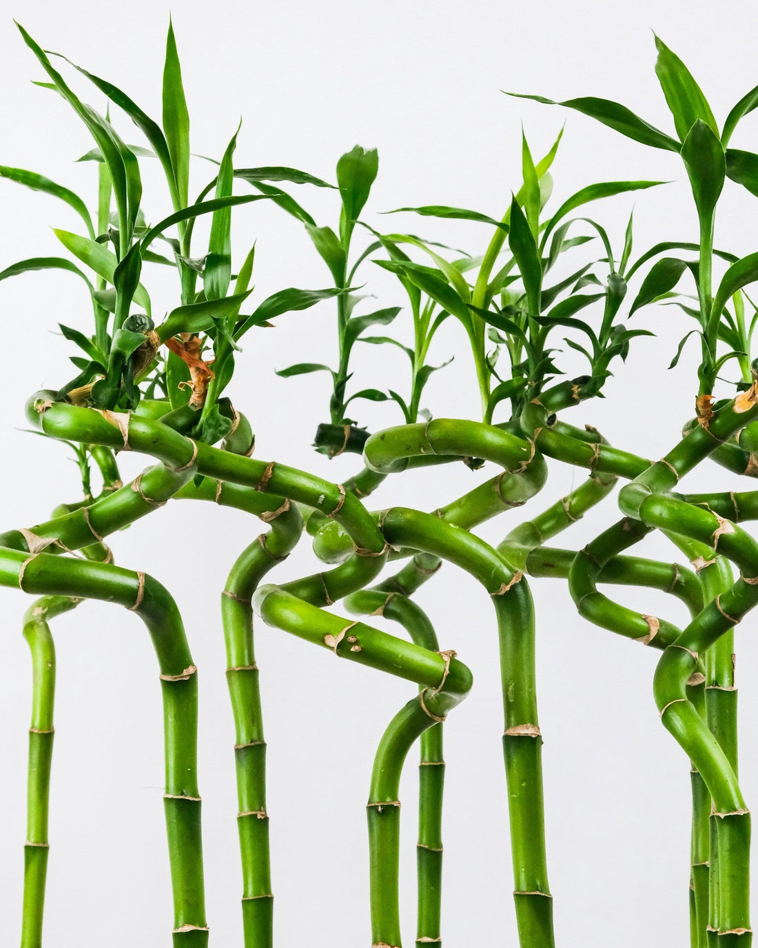 Dracaena