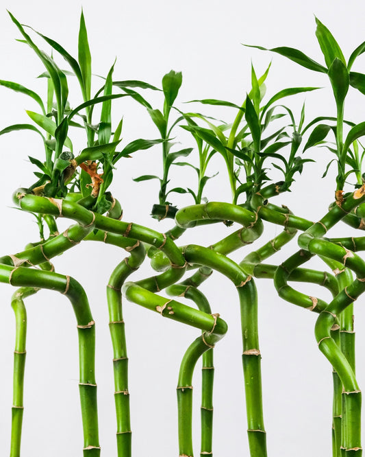 Dracaena