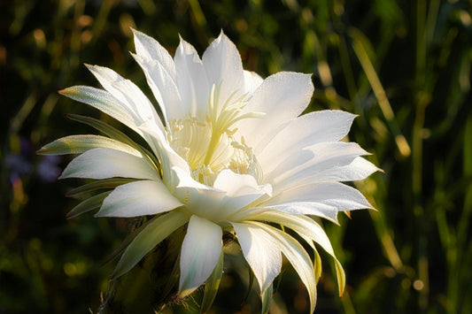 Echinopsis