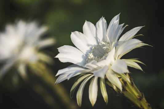 Echinopsis Eyriesii