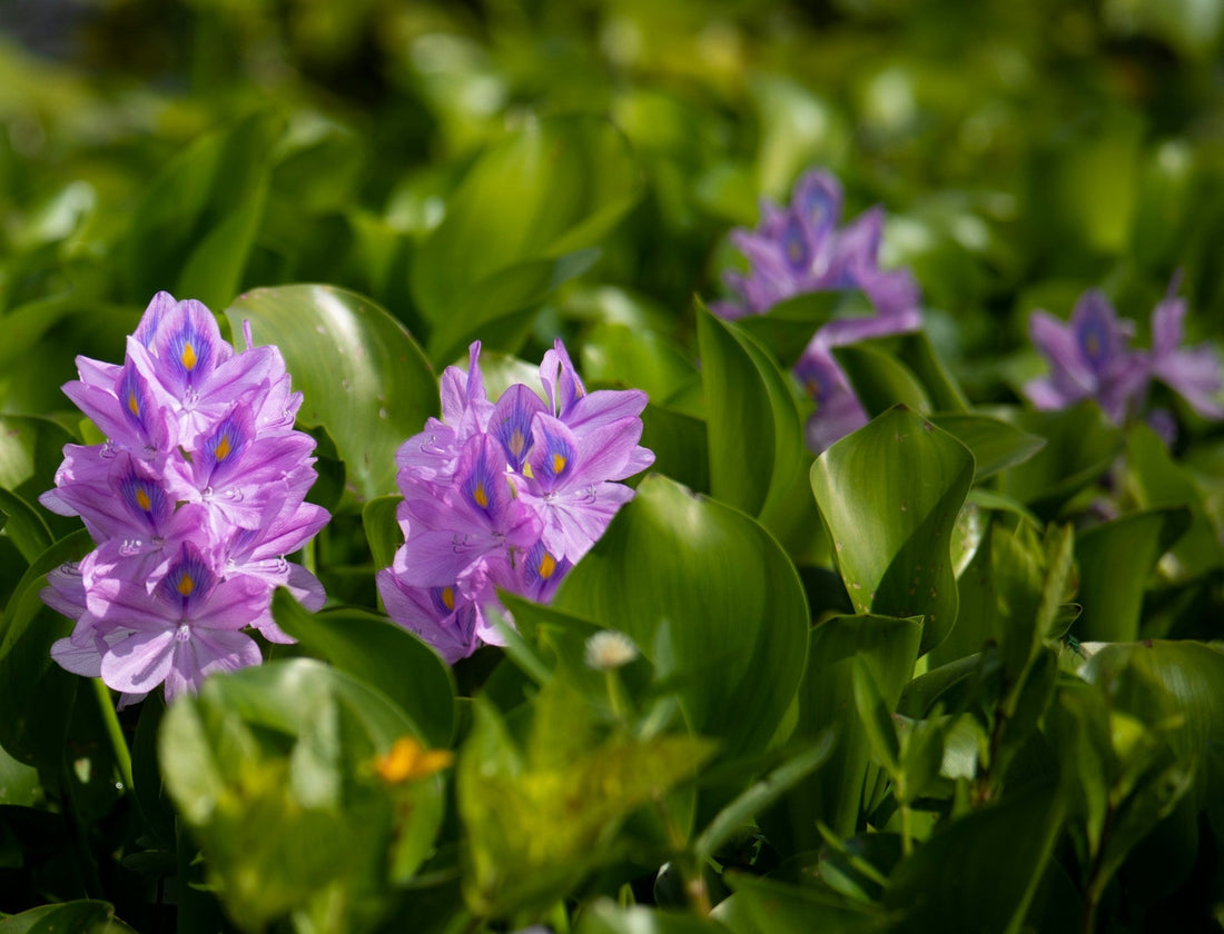 Eichhornia