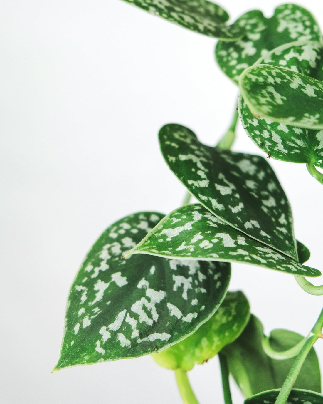 Epipremnum