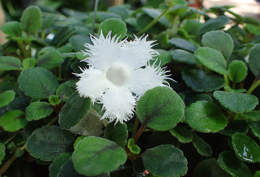 Episcia