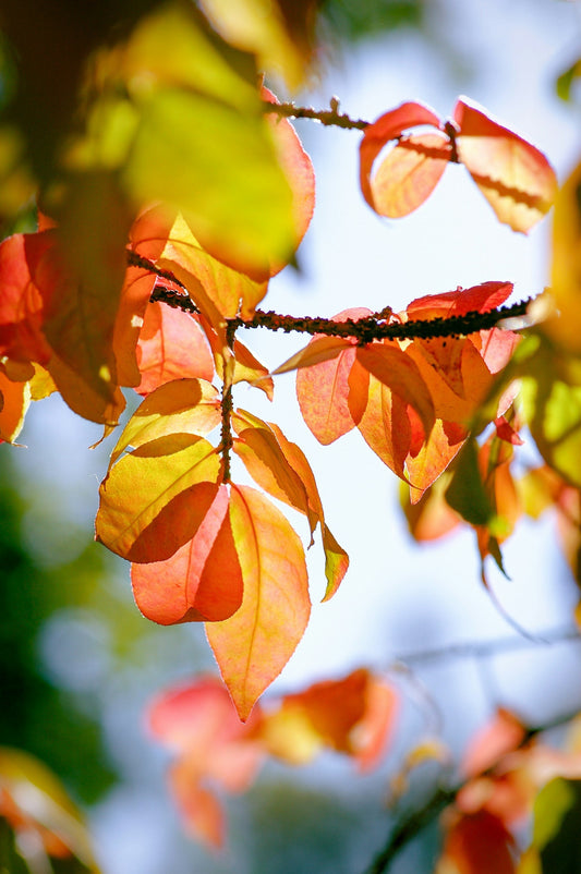 Euonymus