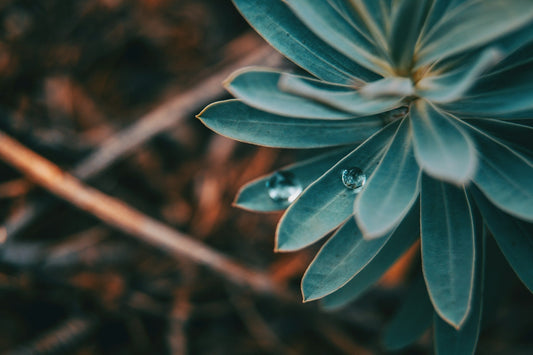 Euphorbia