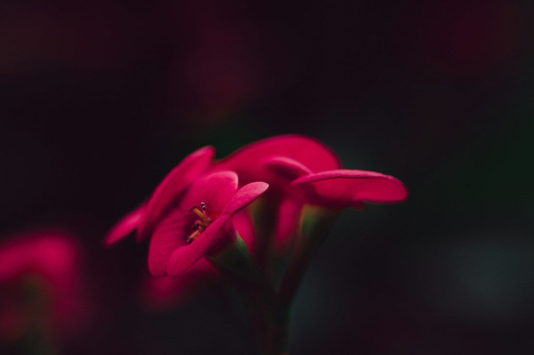 Euphorbia milii