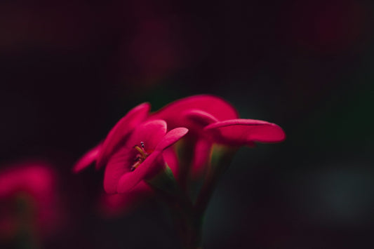 Euphorbia milii