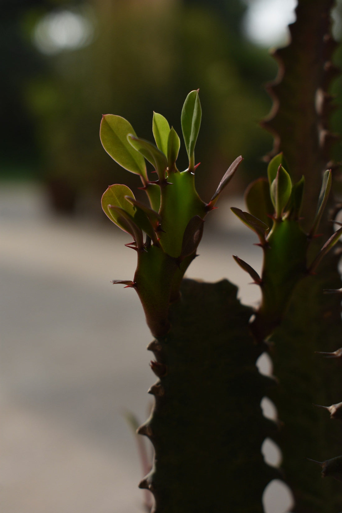 Euphorbia trigona