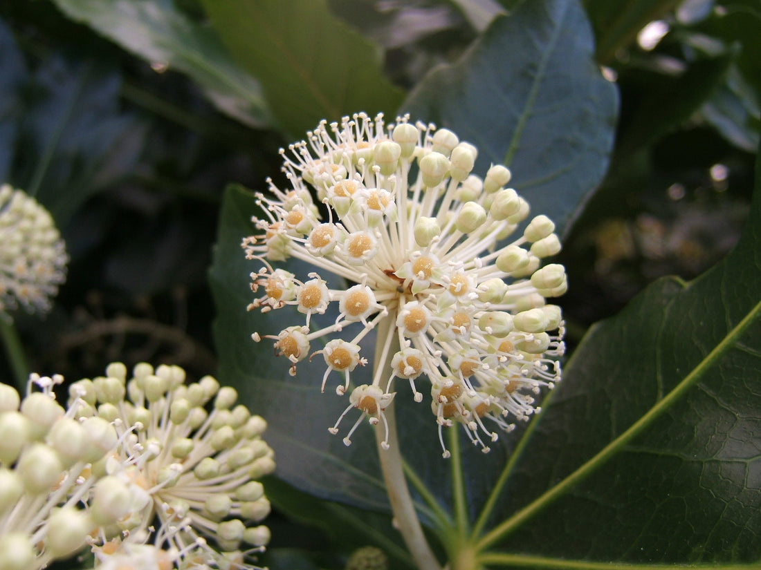 Fatsia