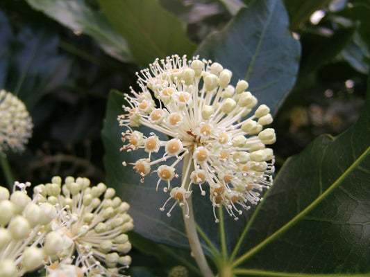 Fatsia