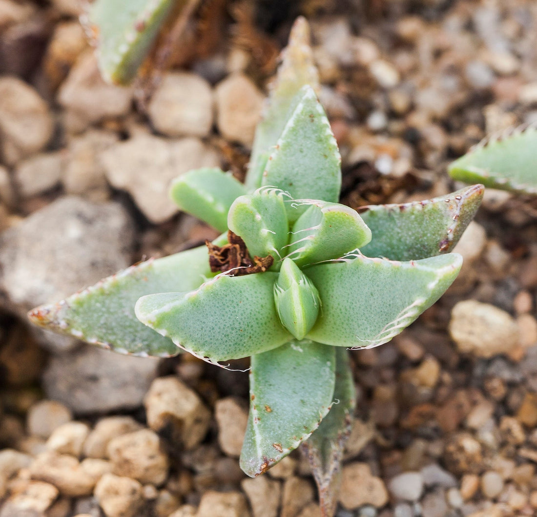 Faucaria