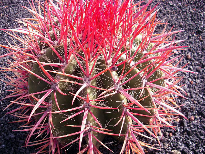 Ferocactus