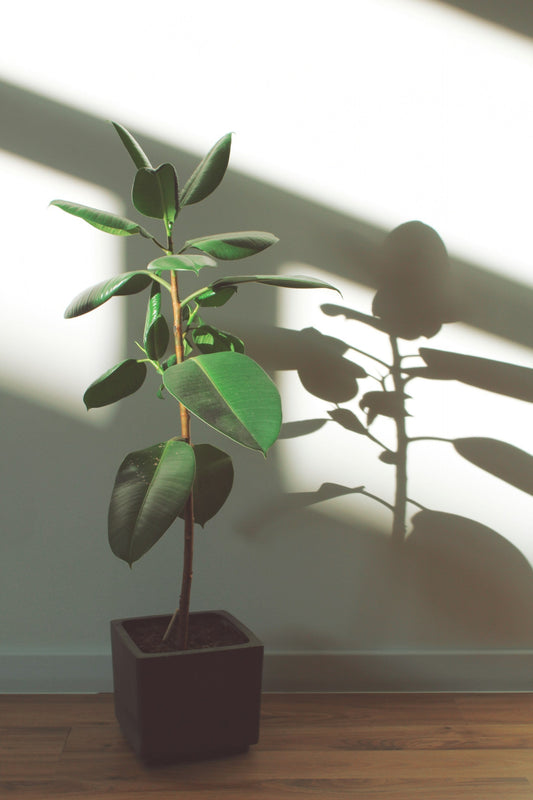Ficus