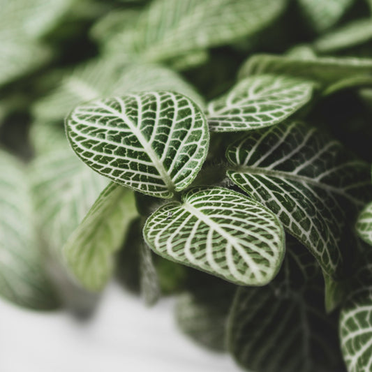 Fittonia