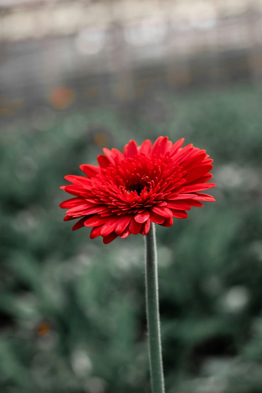 Gerbera