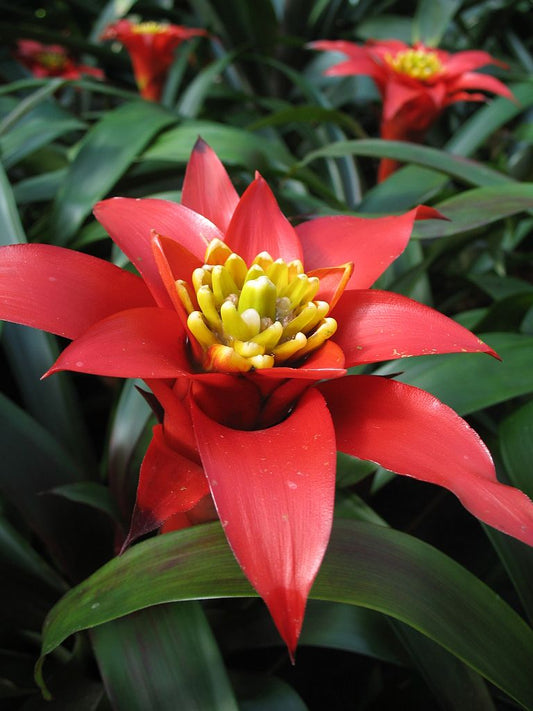 Guzmania