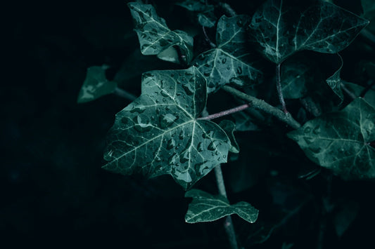 Hedera