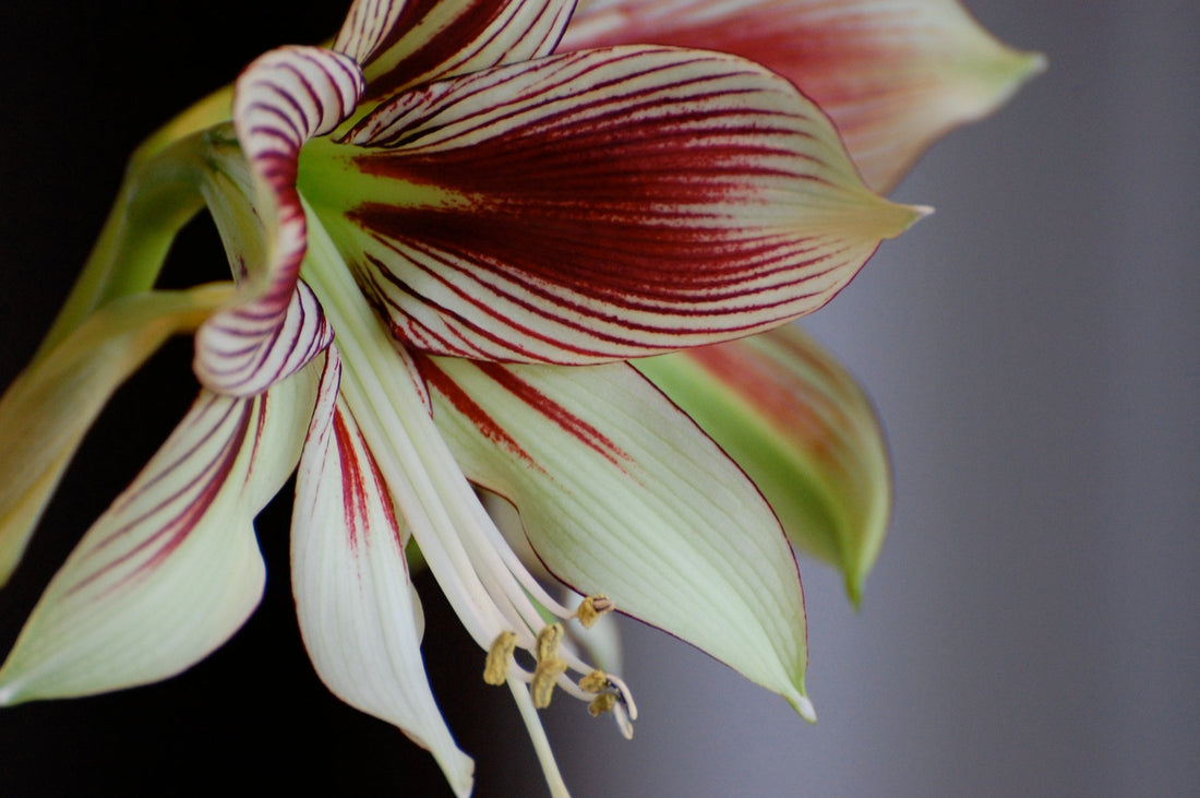 Hippeastrum