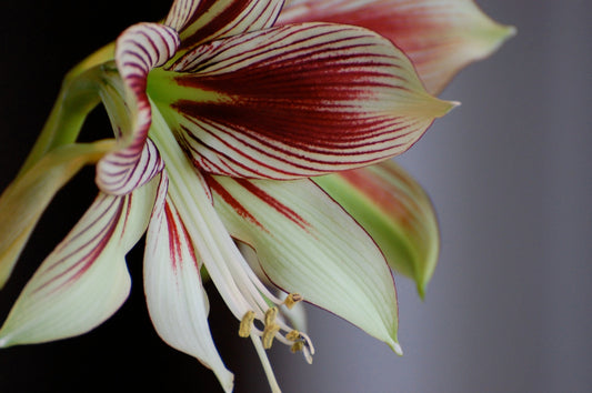 Hippeastrum