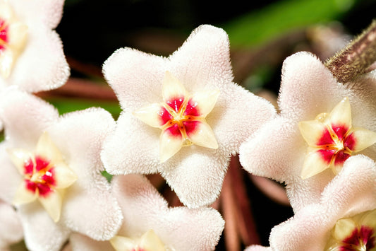 Hoya